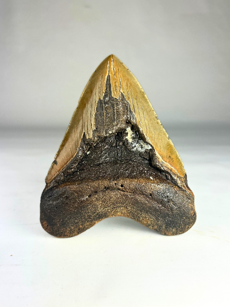 Megalodon tand 'Fang's Lair' (US) - 14,2 cm (5,59 inch)