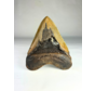 Dent de Megalodon "Fang's Lair" (US) - 14,2 cm (5,59 pouces)