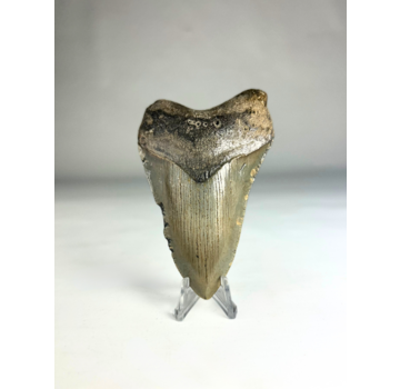 Dente di Megalodon "The Destroyer" (USA) - 9,8 cm