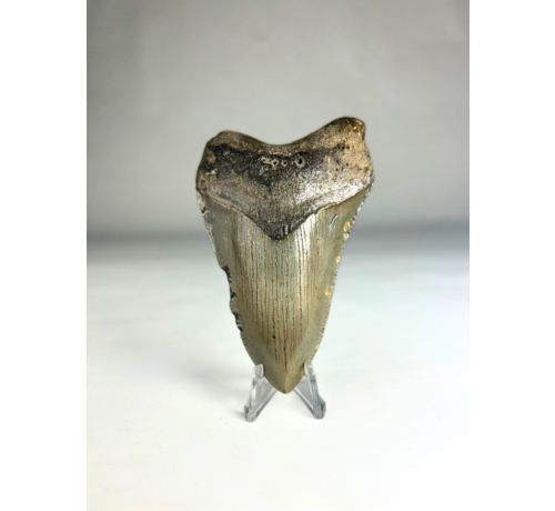 Megalodon-Zahn " The Destroyer" (US) - 9,8 cm