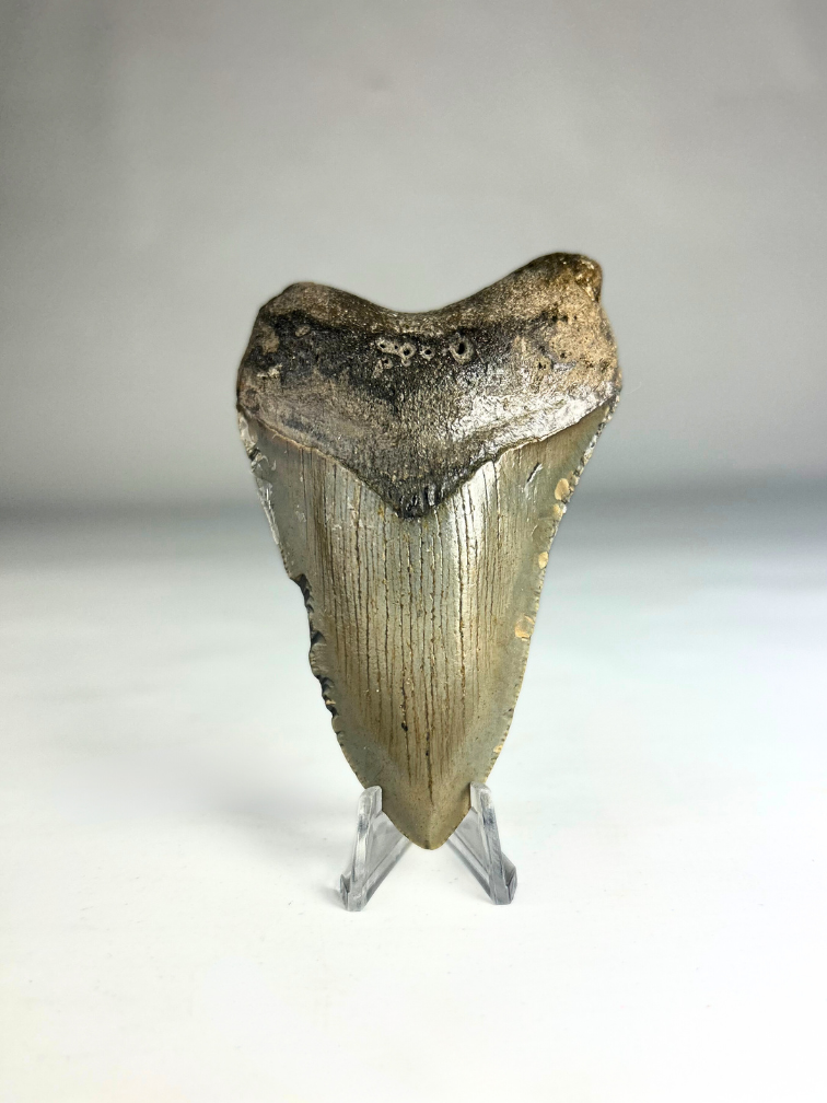 Megalodon Tooth "The Destroyer" (US) - 9.8 cm