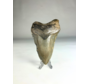 Megalodon Tooth "The Destroyer" (US) - 9.8 cm