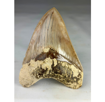 Dente di megalodonte " Guardian's Sigil" (Indonesia) - 13,5 cm