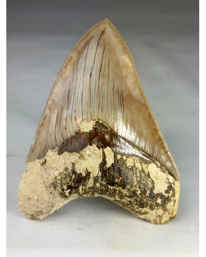 Dente di megalodonte " Guardian's Sigil" (Indonesia) - 13,5 cm