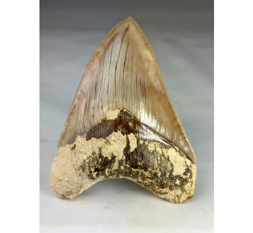 Megalodon Tand "Guardian's Sigil" (Indonesië) - 13,5 cm