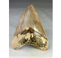 Dente di megalodonte " Guardian's Sigil" (Indonesia) - 13,5 cm