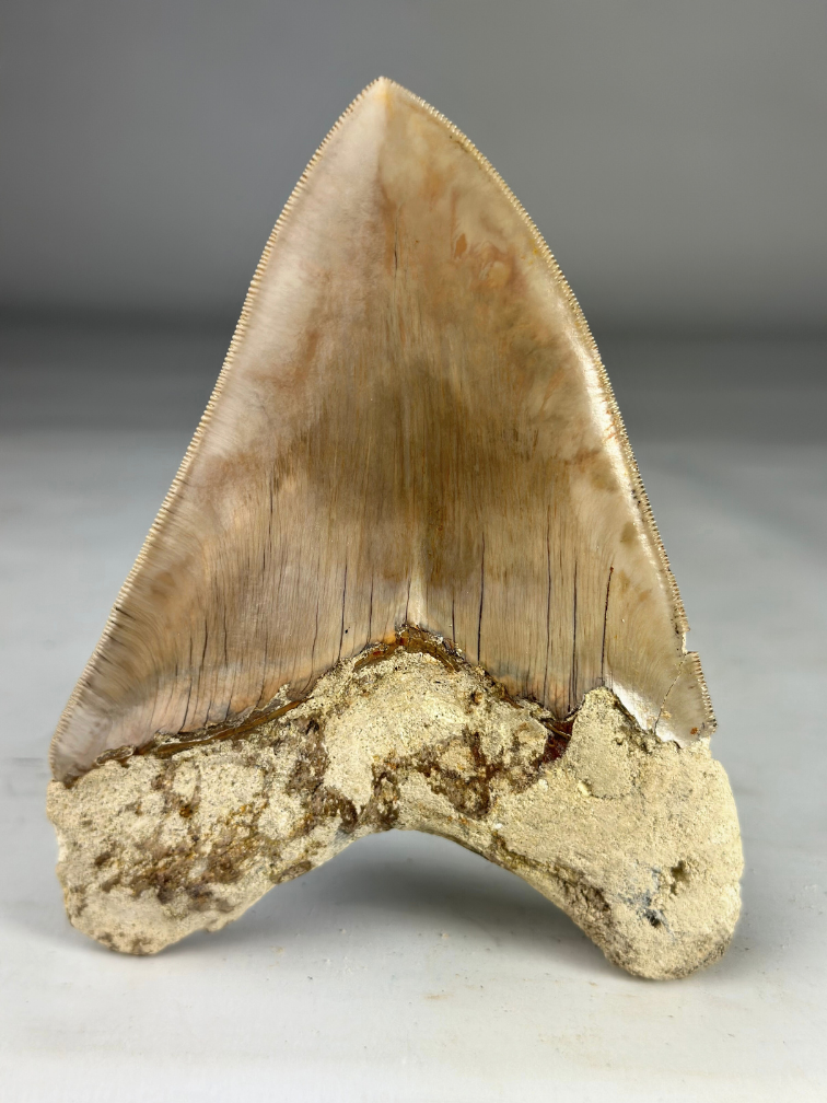 Megalodon Tand "Guardian's Sigil" (Indonesië) - 13,5 cm