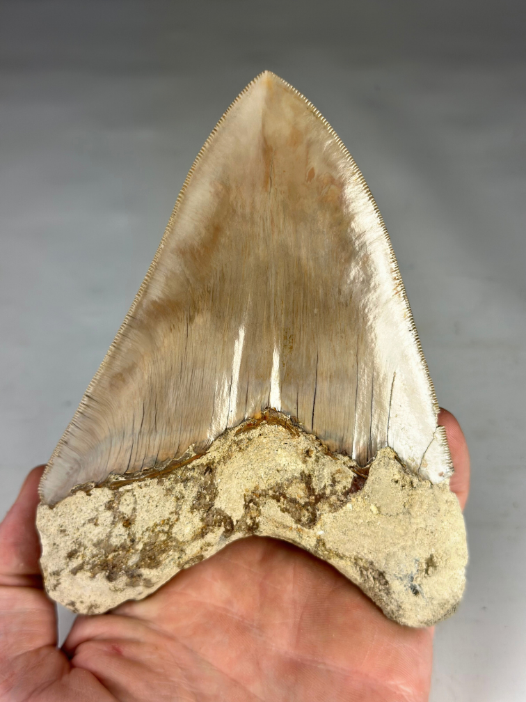 Megalodon Tooth ‘Guardian's Sigil’ (Indonesia) - 13.5 cm