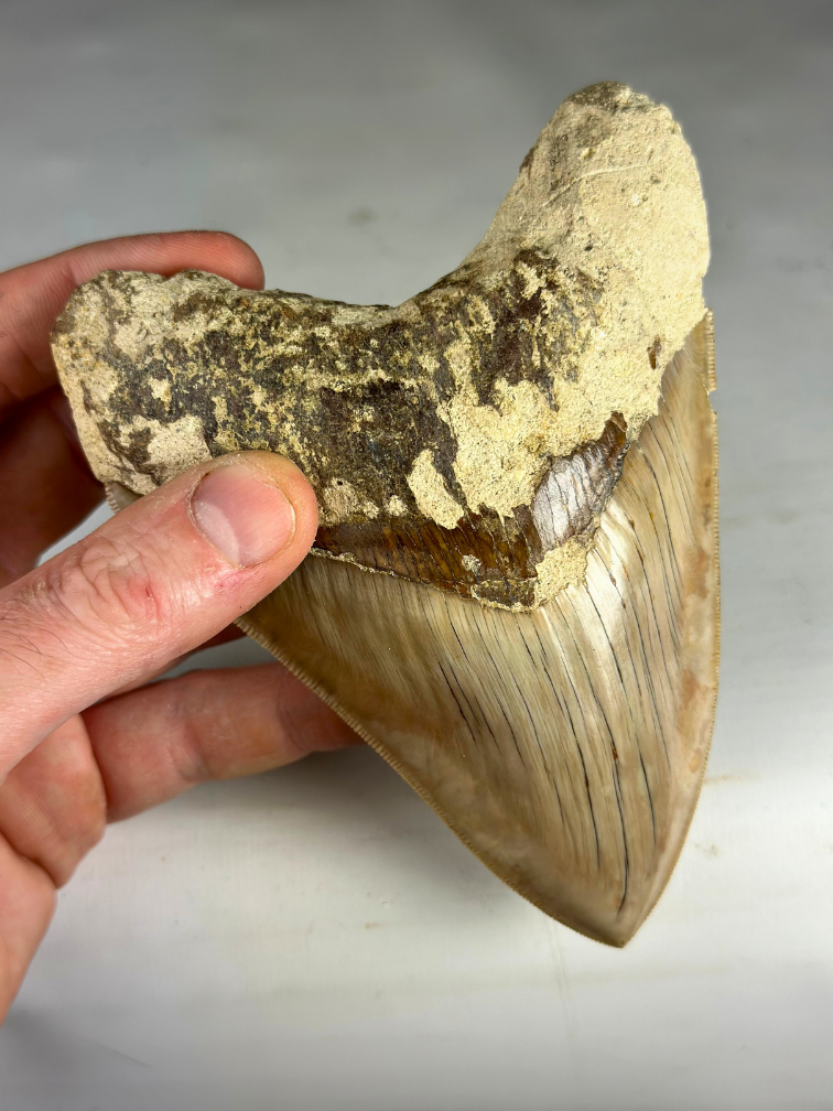 Megalodon Tooth ‘Guardian's Sigil’ (Indonesia) - 13.5 cm