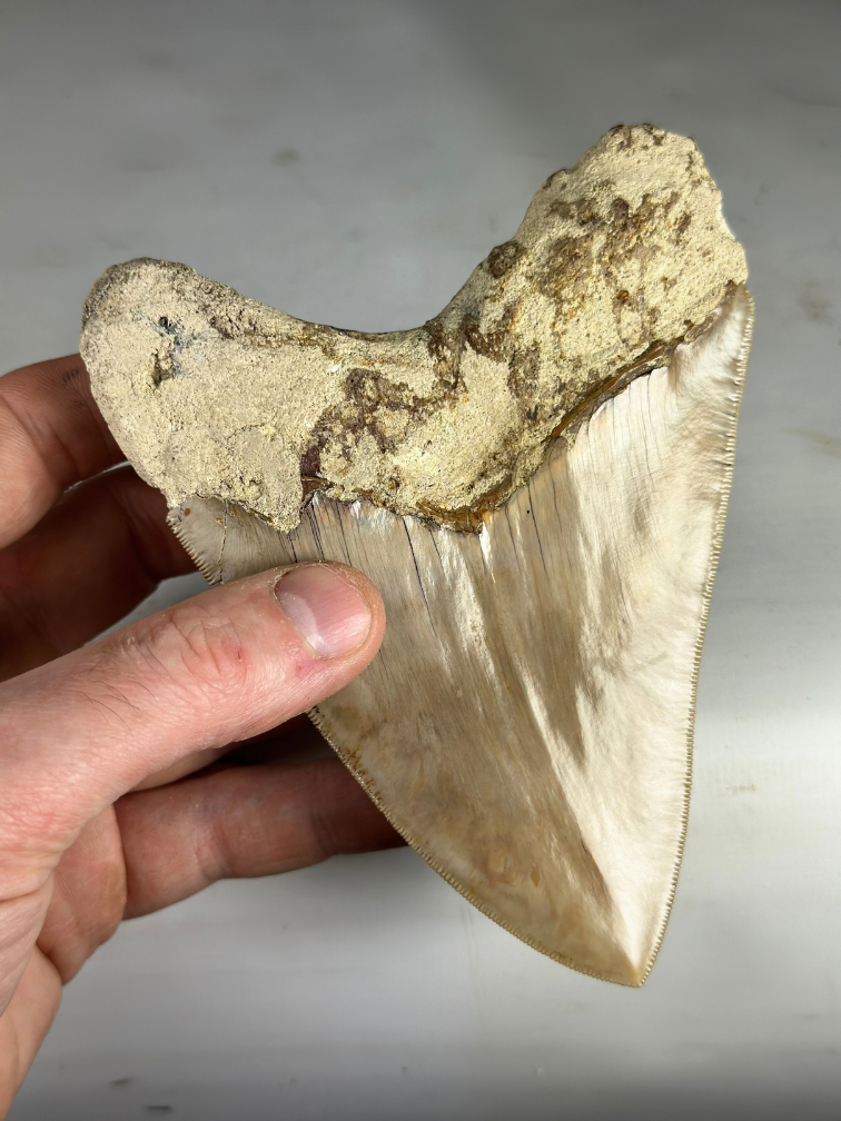 Megalodon Tooth ‘Guardian's Sigil’ (Indonesia) - 13.5 cm