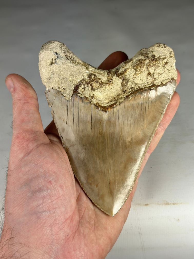 Megalodon Tooth ‘Guardian's Sigil’ (Indonesia) - 13.5 cm