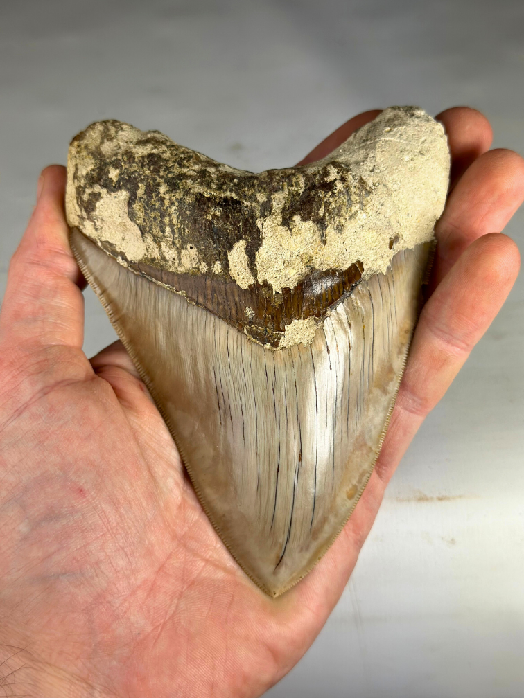 Megalodon Tooth ‘Guardian's Sigil’ (Indonesia) - 13.5 cm