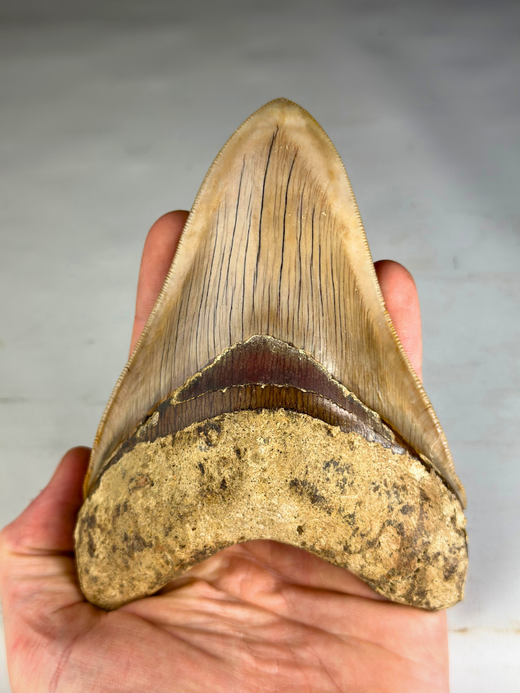 Megalodon tand ''Titan's Bane'' (Indonesië) - 13,6 cm