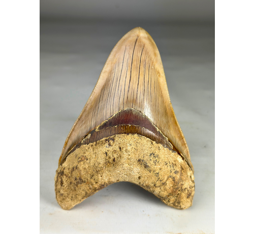 Megalodon tand ''Titan's Bane'' (Indonesië) - 13,6 cm