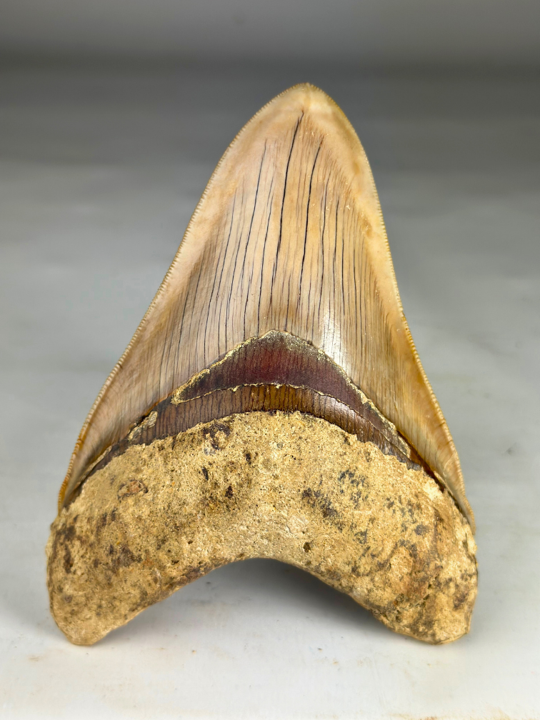 Diente de Megalodon ''Titan's Bane'' (Indonesia) - 13,6 cm