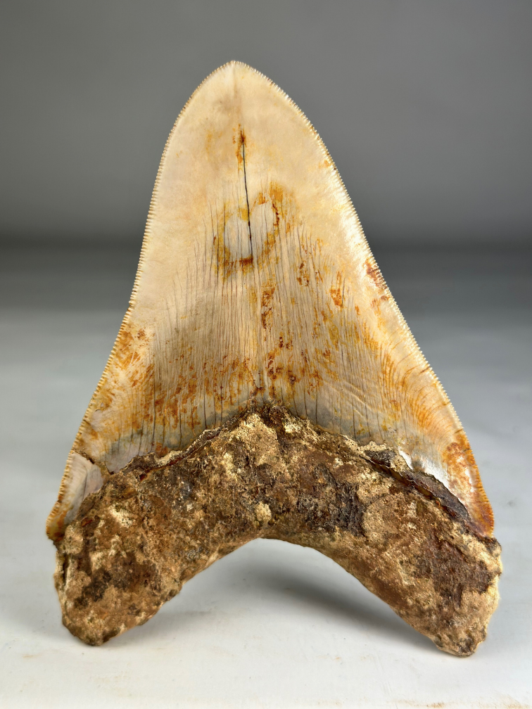 Dente di megalodonte ''Titan's Bane'' (Indonesia) - 13,6 cm