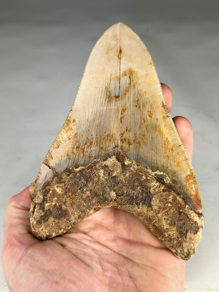 Dente di megalodonte ''Titan's Bane'' (Indonesia) - 13,6 cm