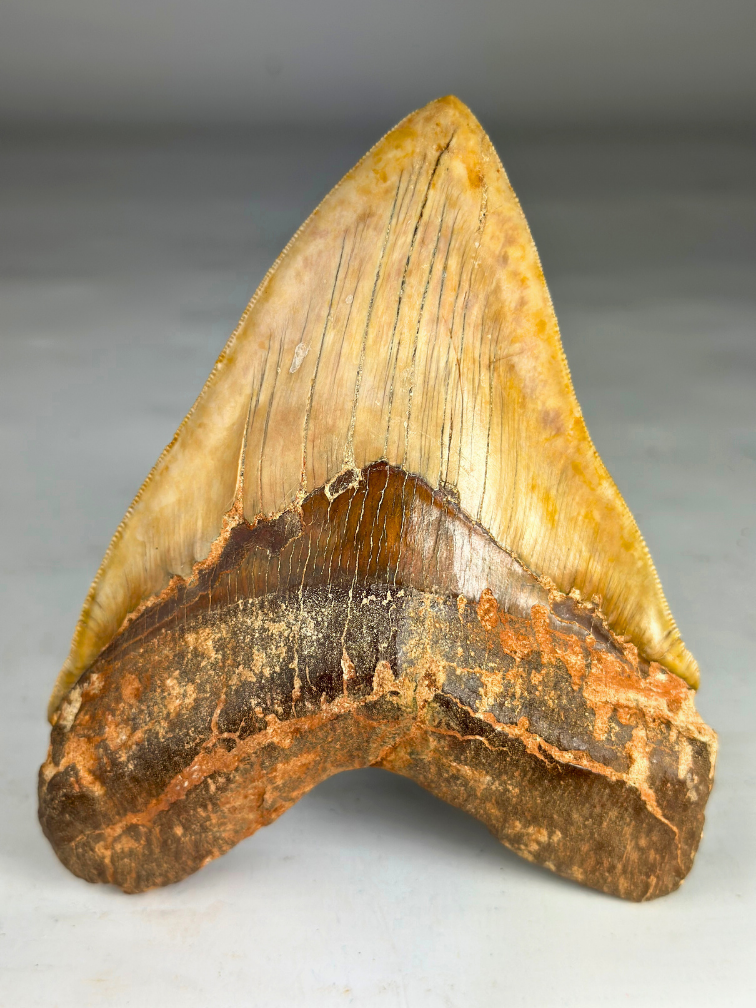 Megalodon tand "Fine Sand" (Indonesië) - 14,4 cm