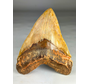 Diente de Megalodon "Fine Sand" (Indonesia) - 14,4 cm