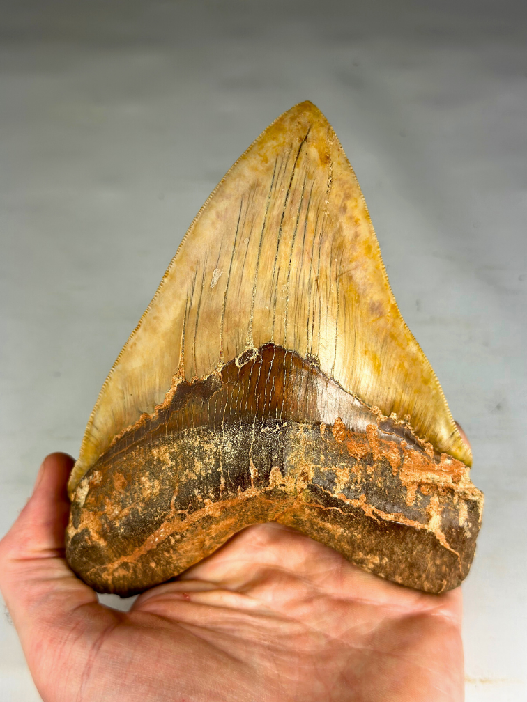 Megalodon tooth "Fine Sand" (Indonesia) - 14.4 cm