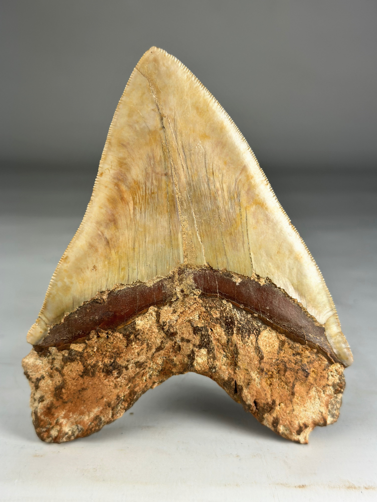 Megalodon tand "Fine Sand" (Indonesië) - 14,4 cm