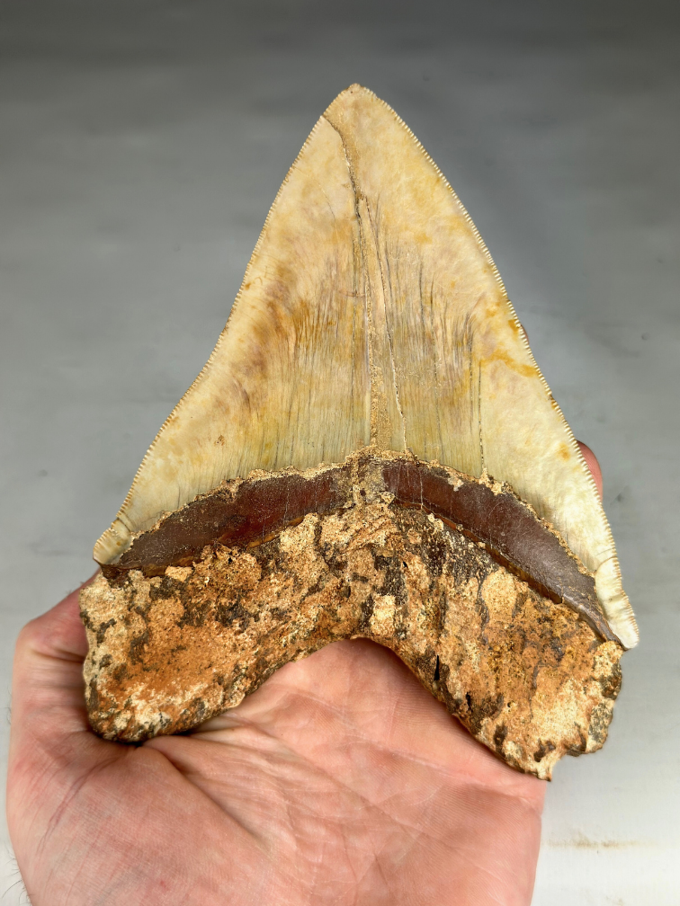 Megalodon-Zahn "Fine Sand" (Indonesien) - 14,4 cm