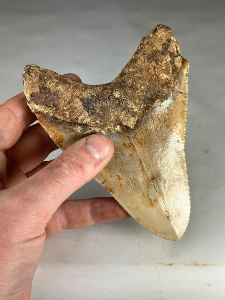 Megalodon tand "Fine Sand" (Indonesië) - 14,4 cm