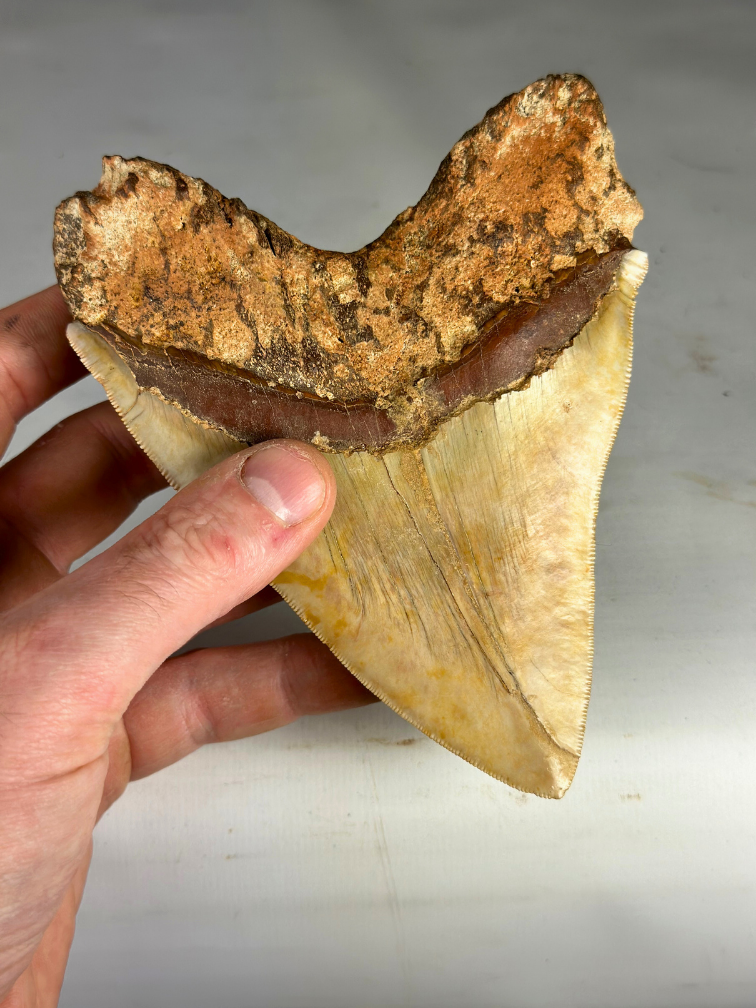 Diente de Megalodon "Fine Sand" (Indonesia) - 14,4 cm