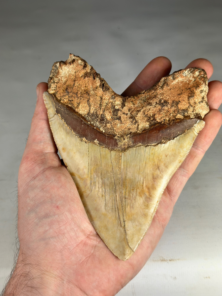 Dente di Megalodon "Fine Sand" (Indonesia) - 14,4 cm