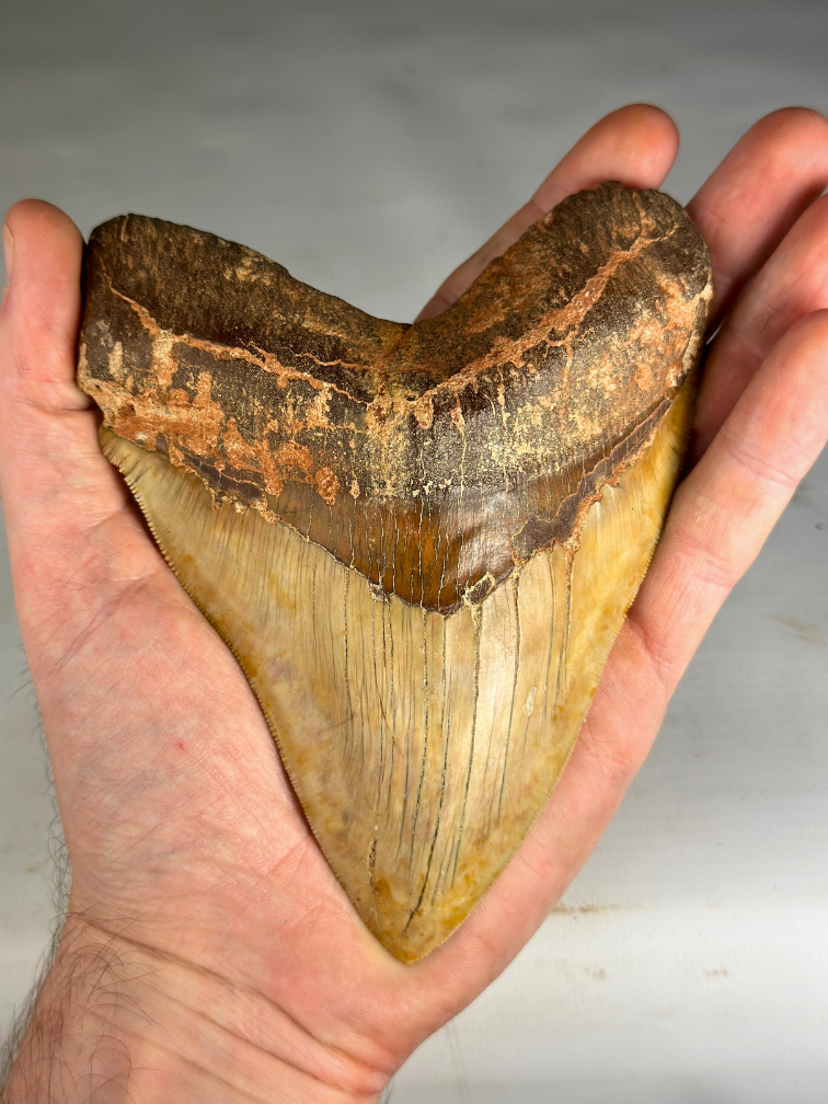 Megalodon tooth "Fine Sand" (Indonesia) - 14.4 cm