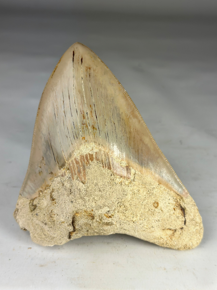 Megalodon tand "Primal Divinity" (Indonesië) - 13,7 cm (5,39 inch)