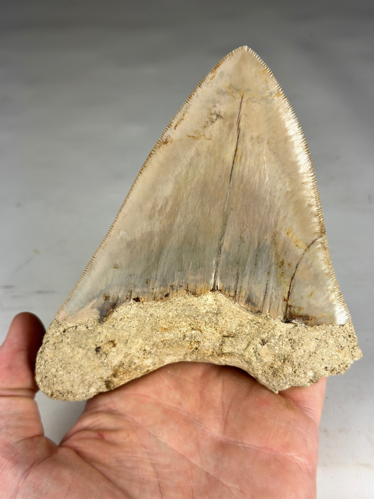 Tand de Megalodon « Primal Divinity » (Indonésie) - 13,7 cm (5,39 inch)