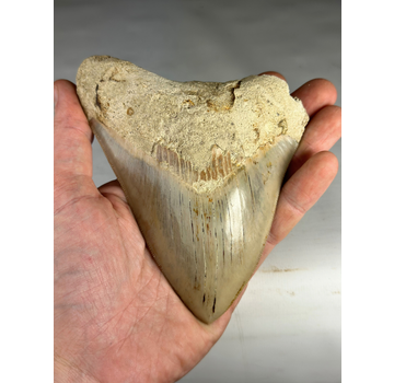 Megalodon tand "Primal Divinity" (Indonesië) - 13,7 cm (5,39 inch)