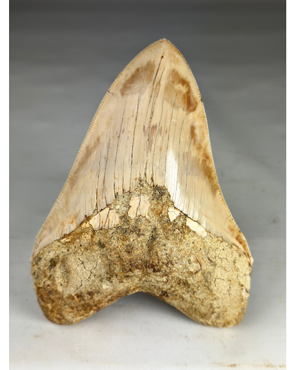 Megalodon tooth "Fading Light" (Indonesia) - 13,8 cm