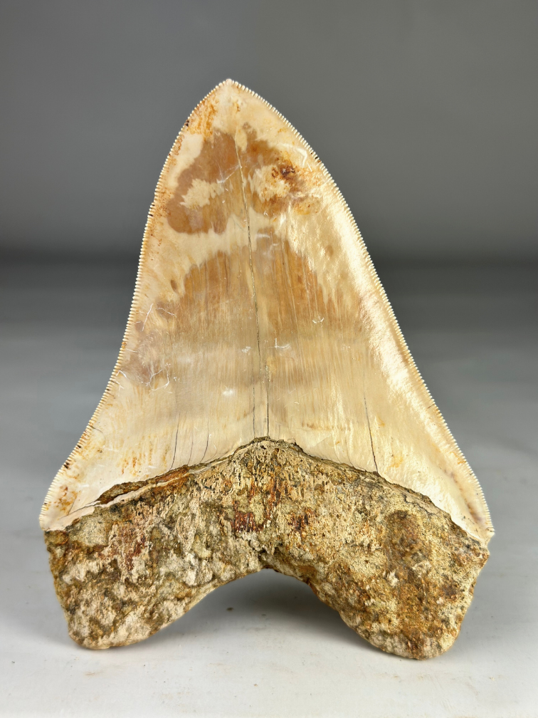 Megalodon tand "Fading Light" (Indonesië) - 13,8 cm