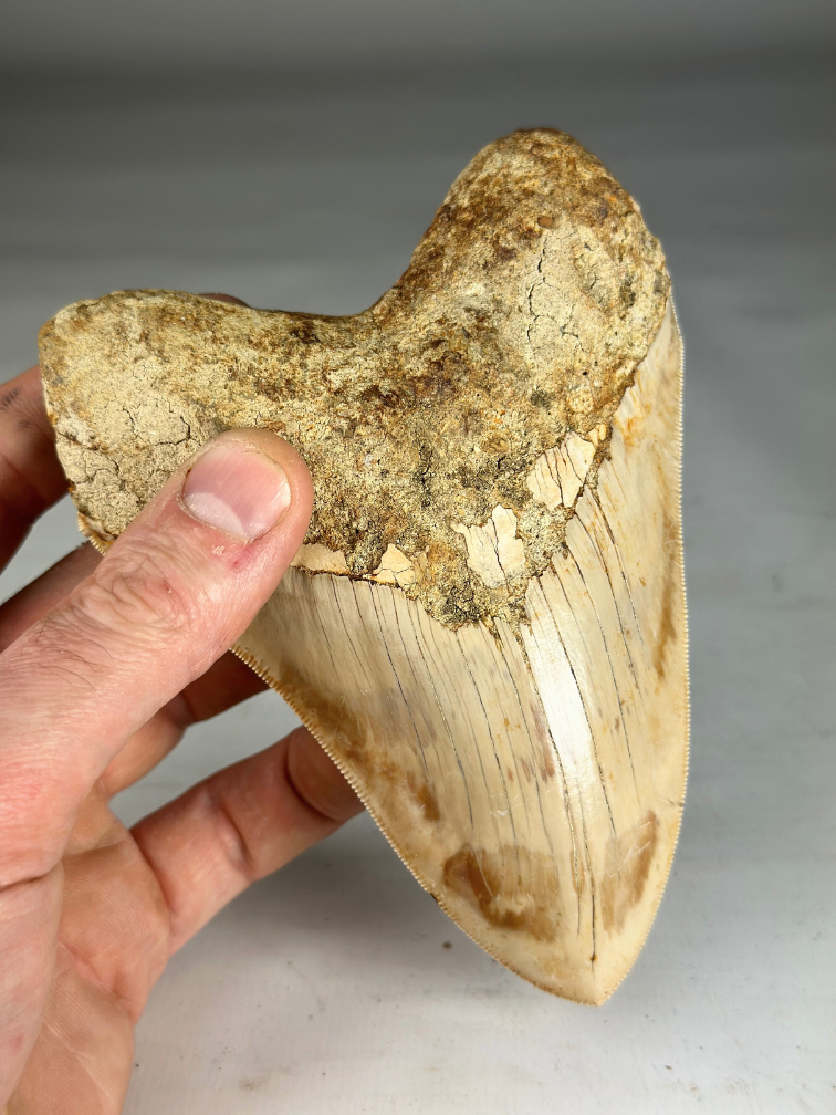 Megalodon tand "Fading Light" (Indonesië) - 13,8 cm