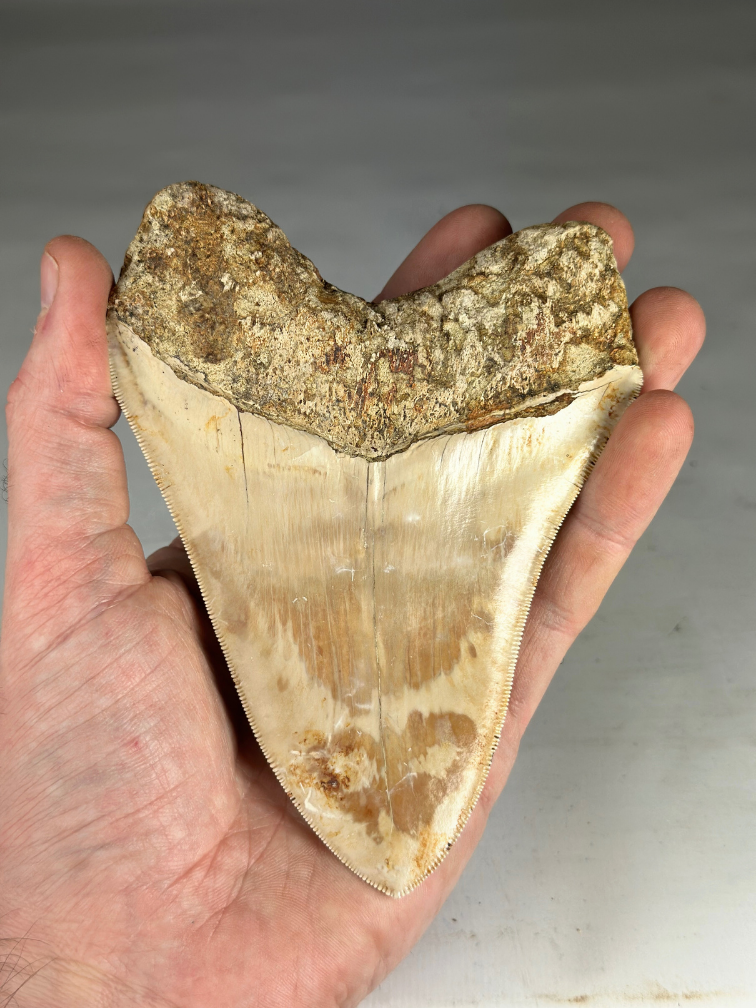 Megalodon tooth "Fading Light" (Indonesia) - 13,8 cm