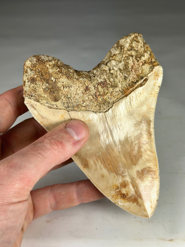 Megalodon tooth "Fading Light" (Indonesia) - 13,8 cm