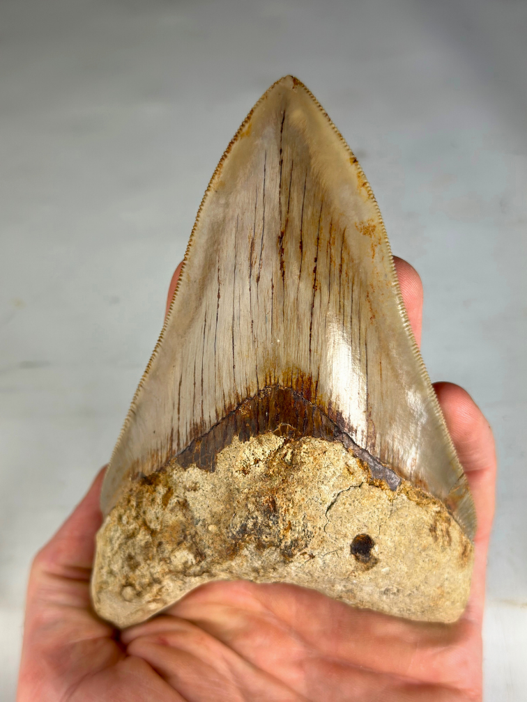 Dente di Megalodon "Creature of Light" (Indonesia) - 13,2 cm