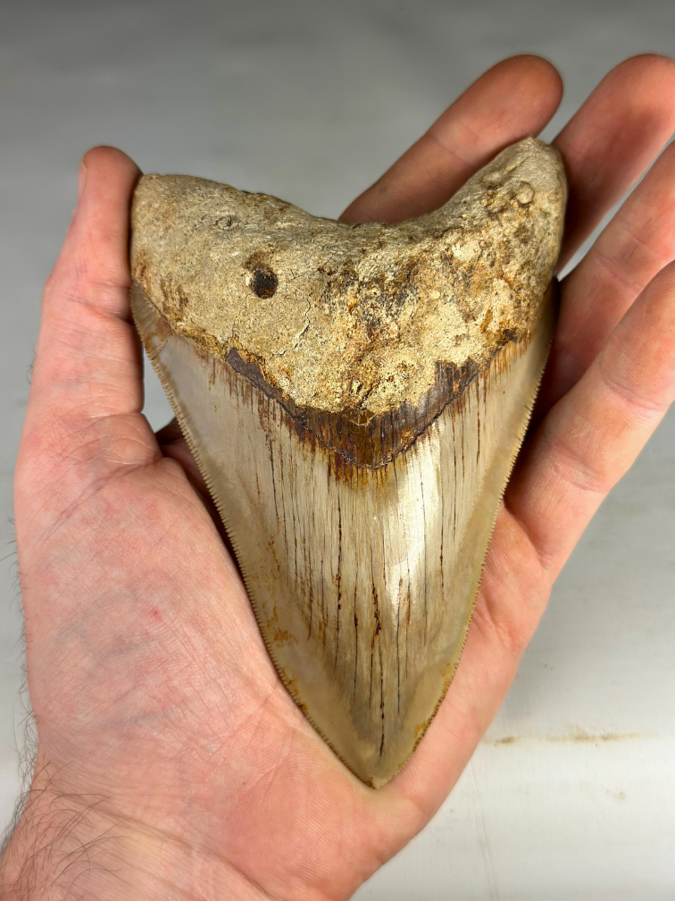 Dente di Megalodon "Creature of Light" (Indonesia) - 13,2 cm