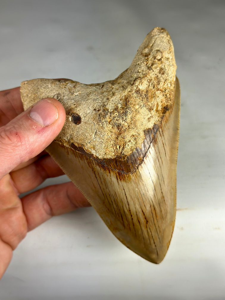 Megalodon Tooth "Creature of Light" (Indonesia) - 13.2 cm