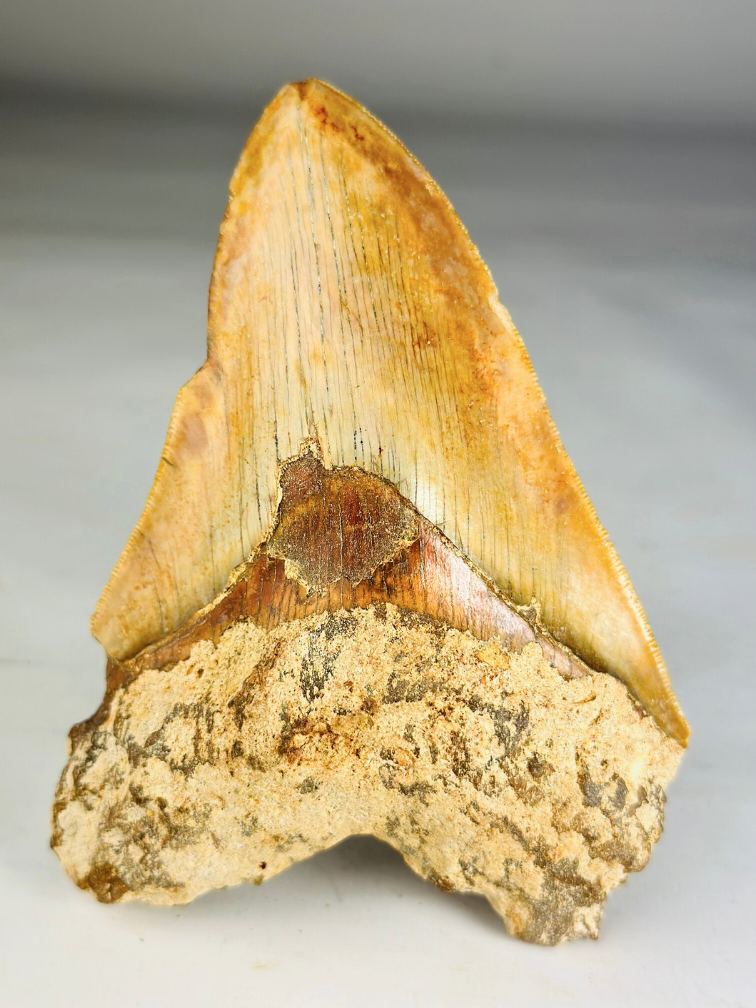 Megalodon tooth "Knight of Legend" (Indonesia) - 13.3 cm (5.24 inches)