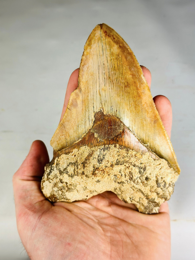 Megalodon tooth "Knight of Legend" (Indonesia) - 13.3 cm (5.24 inches)