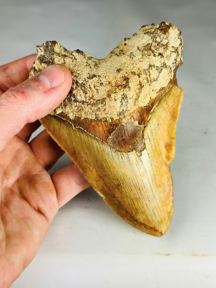 Dente di Megalodon "Knight of Legend" (Indonesia ) - 13,3 cm (5,24 pollici)