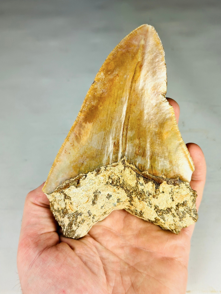 Dente di Megalodon "Knight of Legend" (Indonesia ) - 13,3 cm (5,24 pollici)