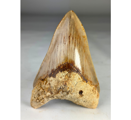 Dente di Megalodon "Creature of Light" (Indonesia) - 13,2 cm