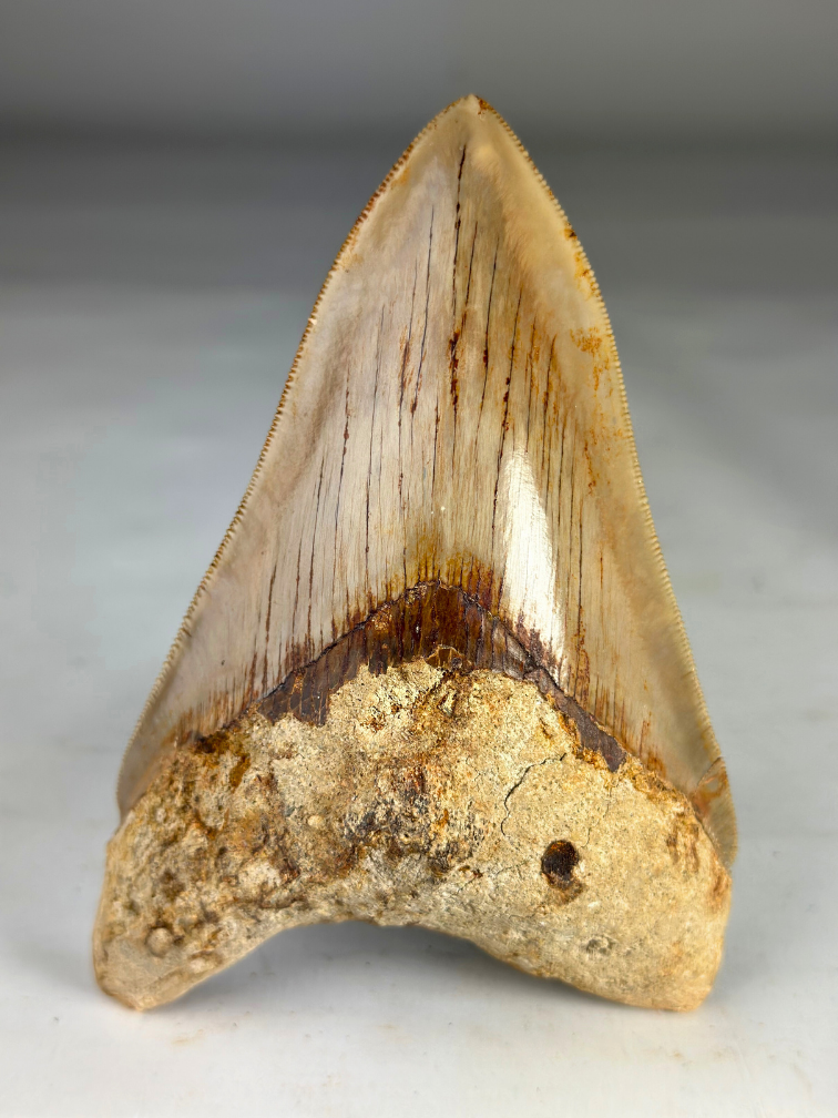 Megalodon Tooth "Creature of Light" (Indonesia) - 13.2 cm