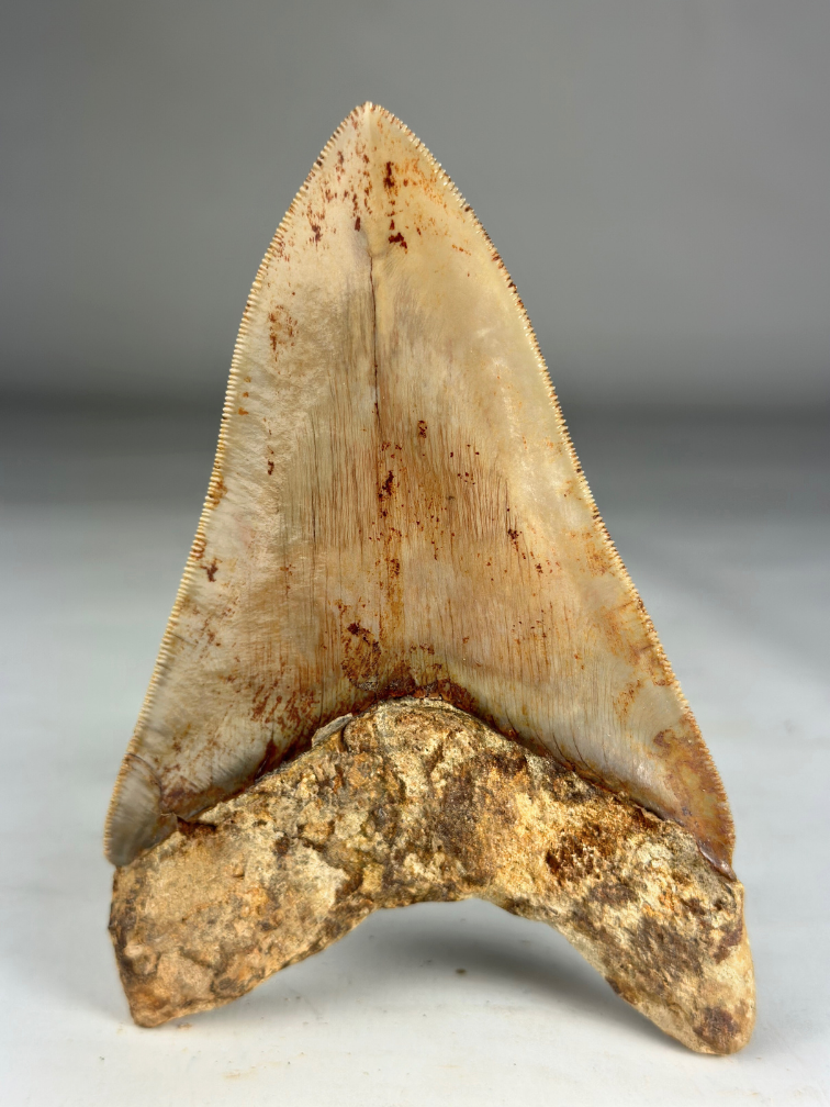 Dente di Megalodon "Creature of Light" (Indonesia) - 13,2 cm