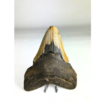 Megalodon Tooth "The Shaded" (US) - 12.9 cm