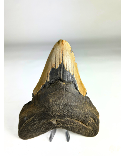 Diente de Megalodon "The Shaded" (US) - 12,9 cm